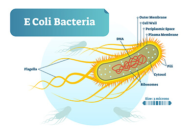 E. Coli bacteria diagram