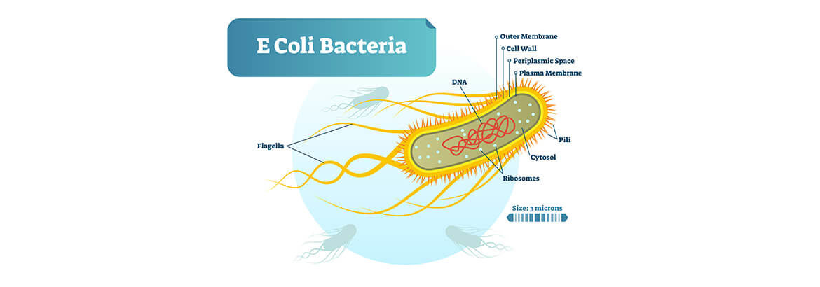 E. Coli bacteria diagram