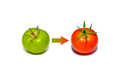 Tomato ripening