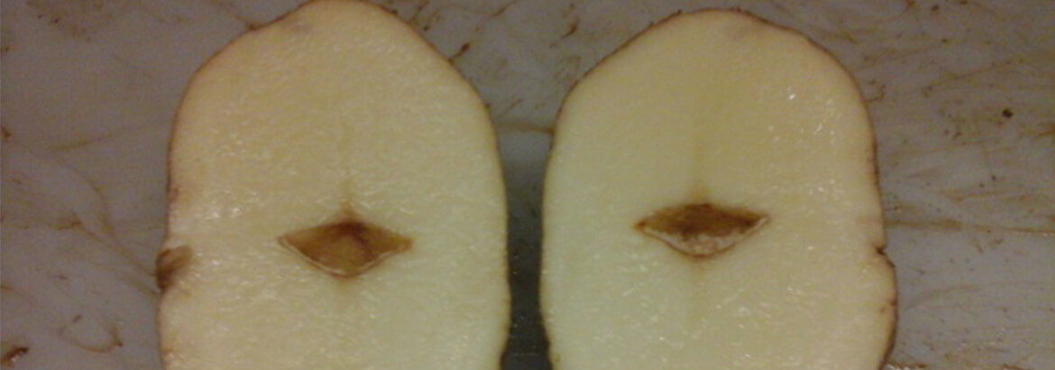 Hollow heart in potatoes