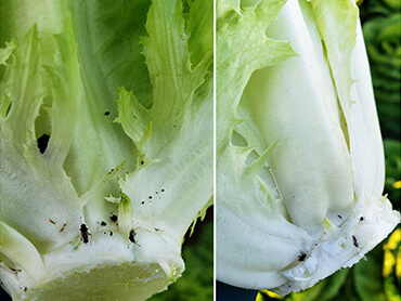 Insect pressure in a lettuce field