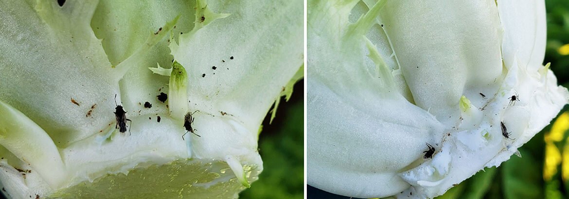 Insect pressure in a lettuce field