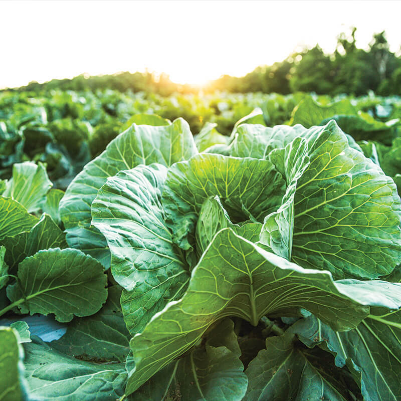 Crops in a field