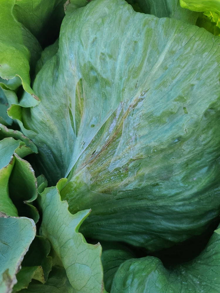 FROM THE FIELDS DESERT LETTUCE & WEATHER UPDATE Markon