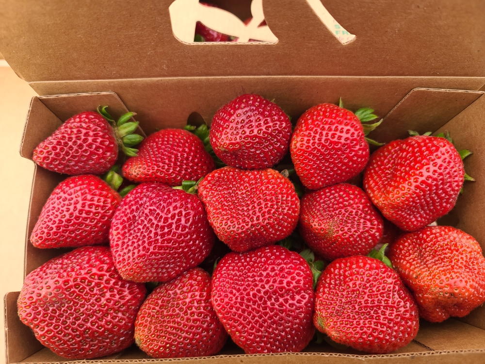 LIVE FROM THE FIELDS: MFC STRAWBERRIES IN WATSONVILLE, CALIFORNIA
