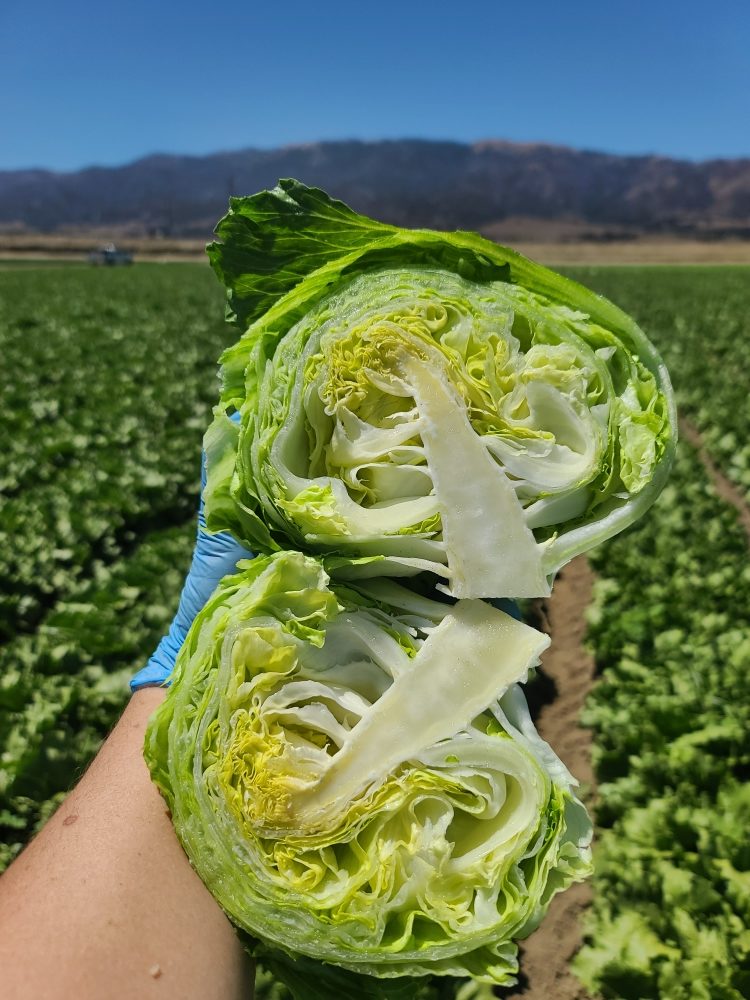 LIVE FROM THE FIELDS SEEDER IN SALINAS VALLEY LETTUCE CROPS Markon