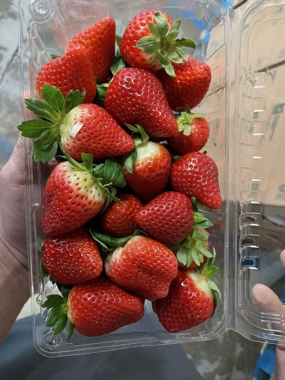 UPDATE FLORIDA STRAWBERRIES Markon