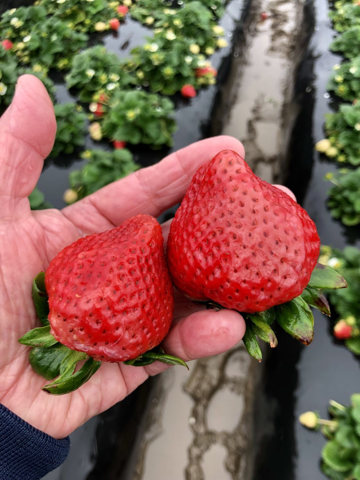 FROM THE FIELDS: OXNARD STRAWBERRIES - Markon