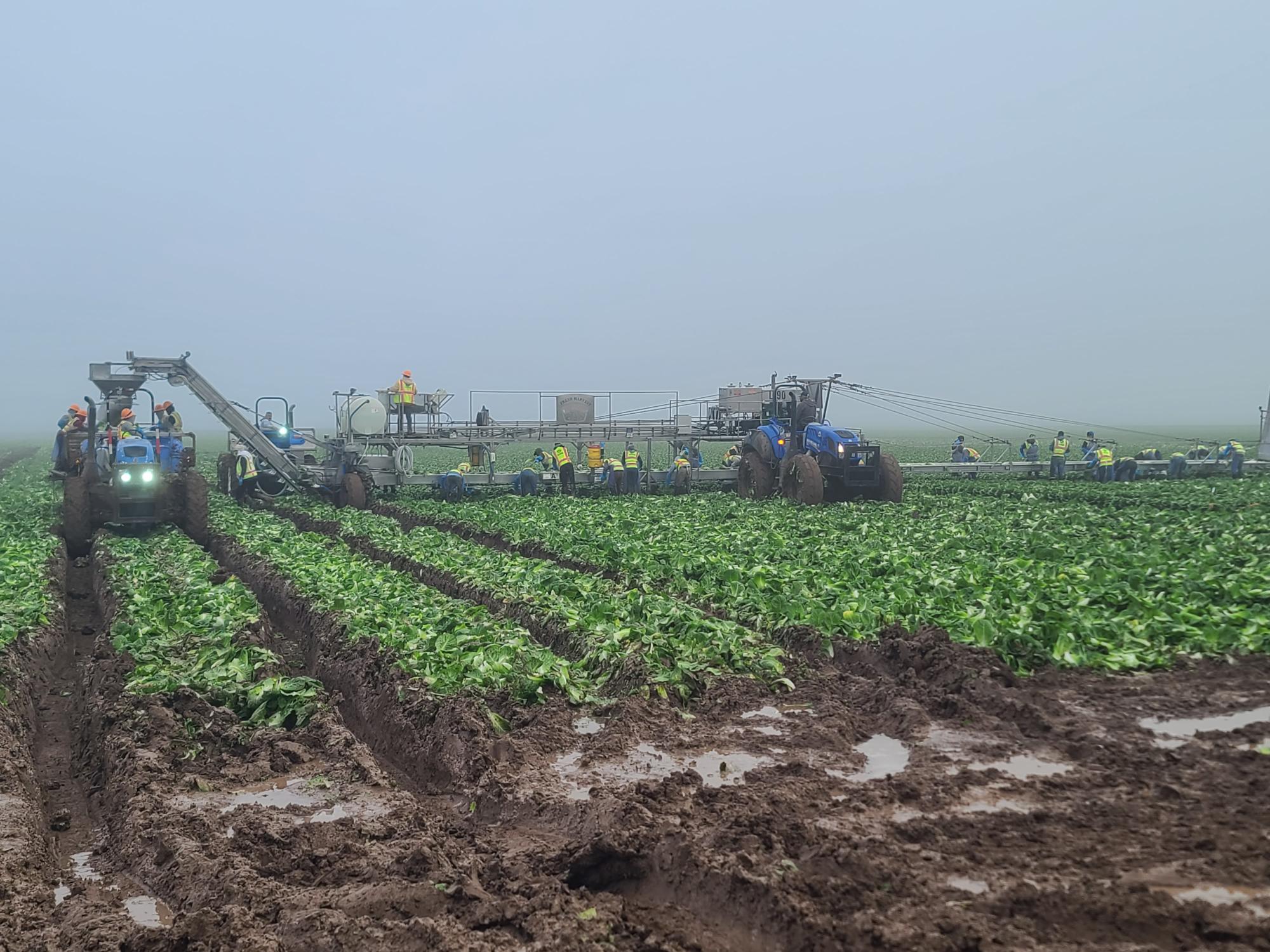 Field Condition Examples FROM THE FIELDS: POOR FIELD CONDITIONS IN THE DESERT REGION - Markon