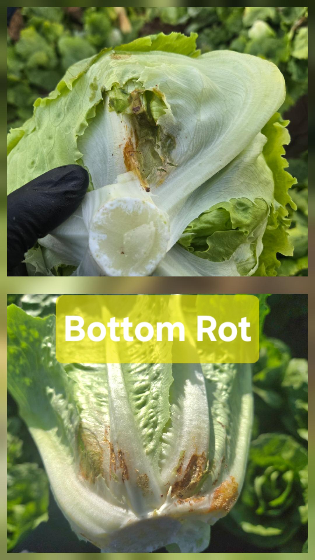 FROM THE FIELDS: COMMODITY BROCCOLI, LETTUCE, & LEAF QUALITY - Markon