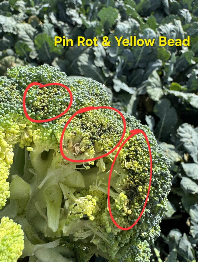 FROM THE FIELDS: QUALITY CHALLENGES IN DESERT ROW CROPS - Markon