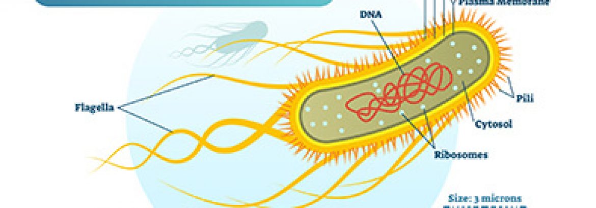 E. Coli bacteria diagram