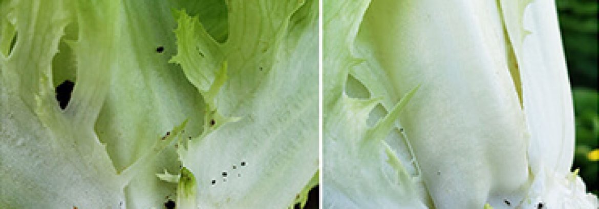 Insect pressure in a lettuce field