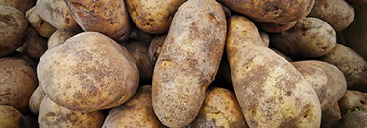 Potatoes shedding excess moisture